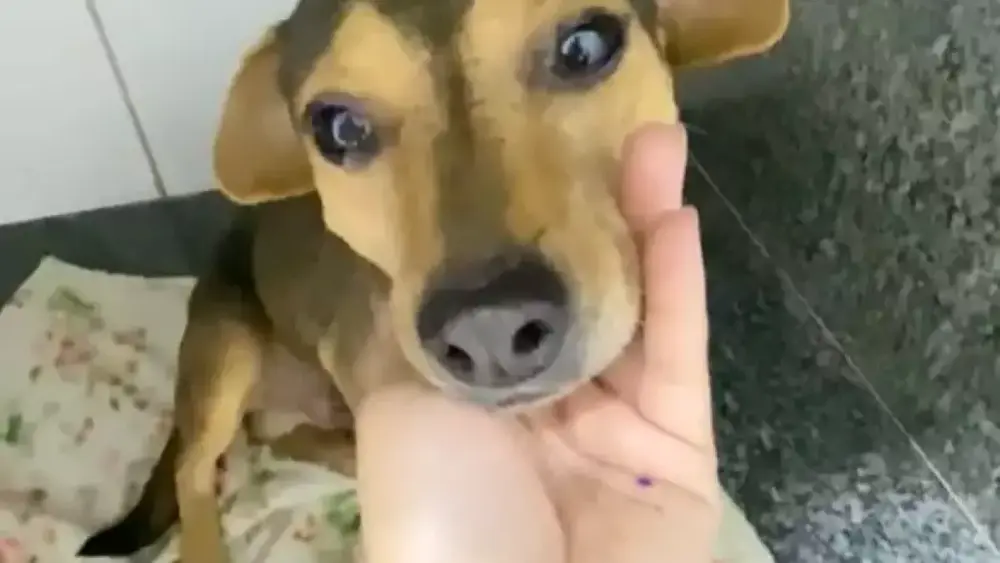 Cão Sorriso supera abandono e atropelamento e busca um lar