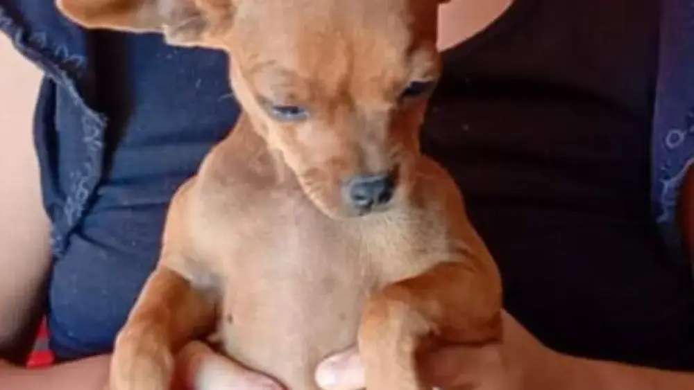 Família oferece R$ 500 por pinscher Theo, que fugiu em São Conrado