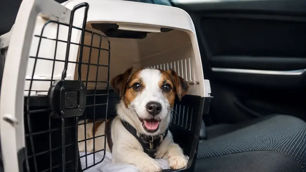 Férias seguras: cuidados essenciais para seu pet