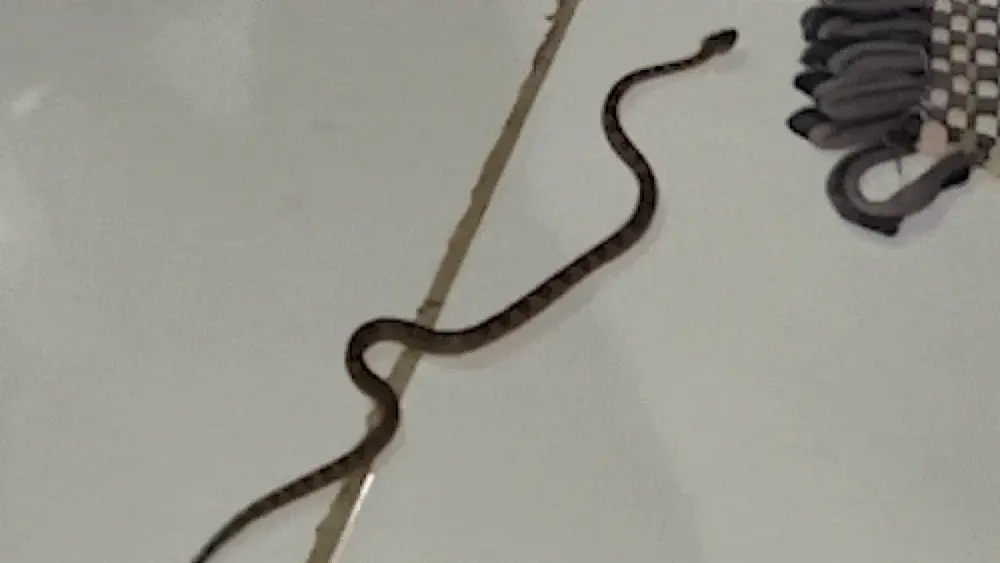 Morador resgata jararaca e alerta sobre preservação no Pantanal