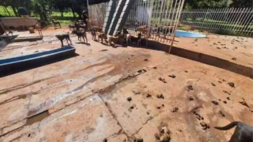 ONG tem 10 meses para encontrar lar para 73 animais