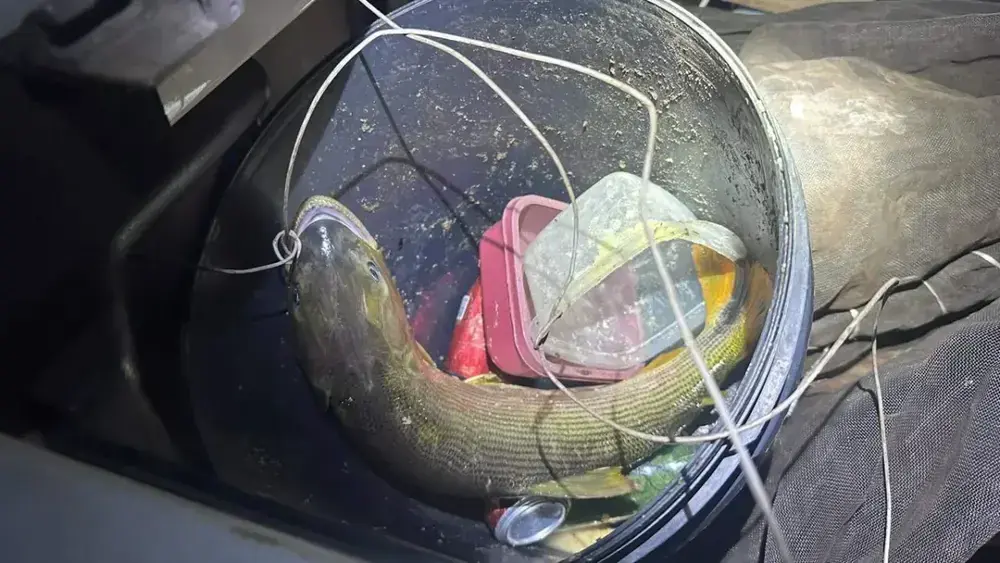 Pescador multado em R$ 5,5 mil por transportar dourado em MS